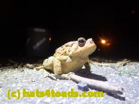 /home//u458753944/public_html/sourcegallery//Roxborough Toad Detour/2021/2021-04-10/P4100255.JPG